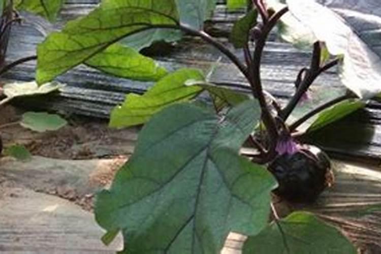 茄子什么时候追肥合适,高产追肥方法