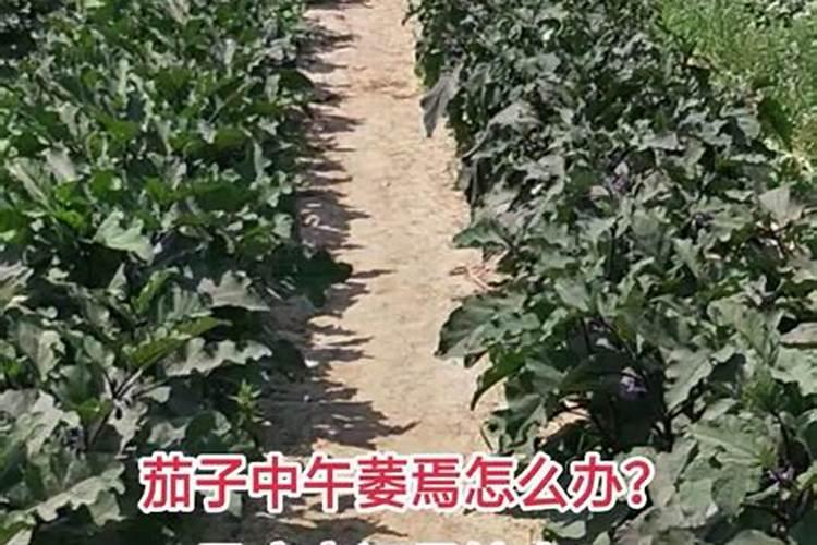 茄子施肥时间及方法