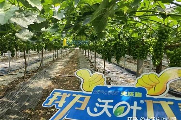 天脊16620硝酸钾水溶肥的批发价格是多少？