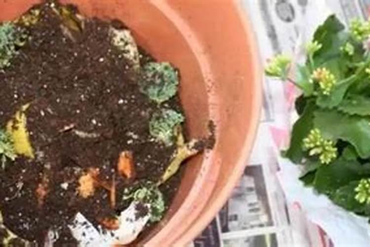 在家怎样自制磷钾肥呢