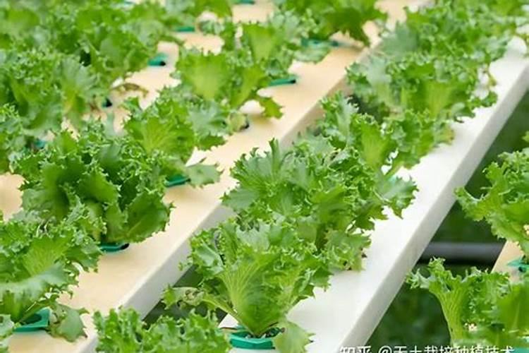 用什么能让生菜叶蹭蹭涨