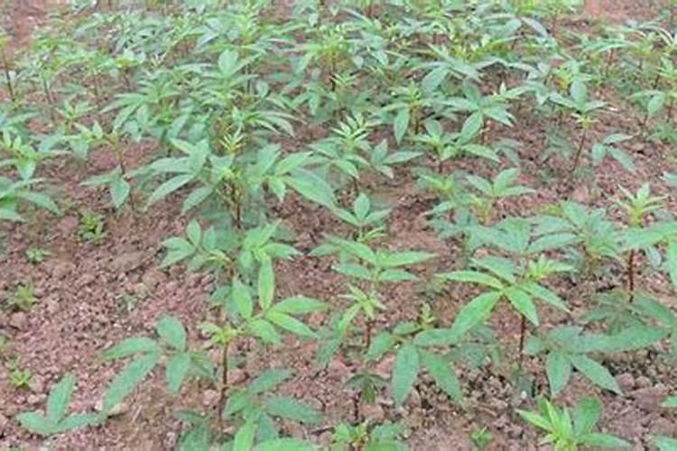 花椒籽可以用来当肥料养花吗？