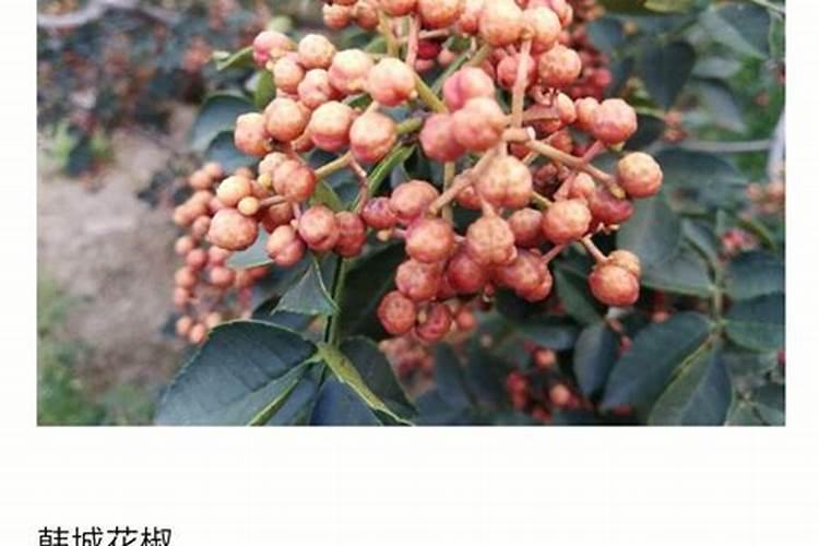 花椒籽可以用来当肥料养花吗？