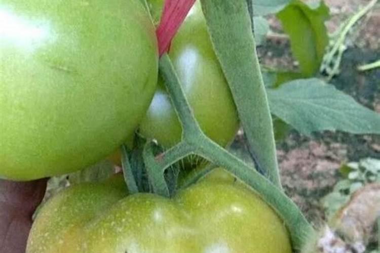 茄子多久施肥一次最好