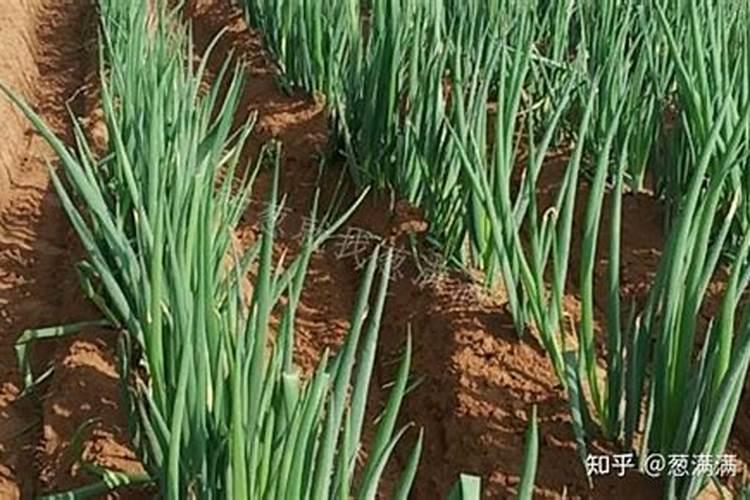 大葱是一种很受北方人欢迎的蔬菜,那么种植大葱有什么好的方法呢？