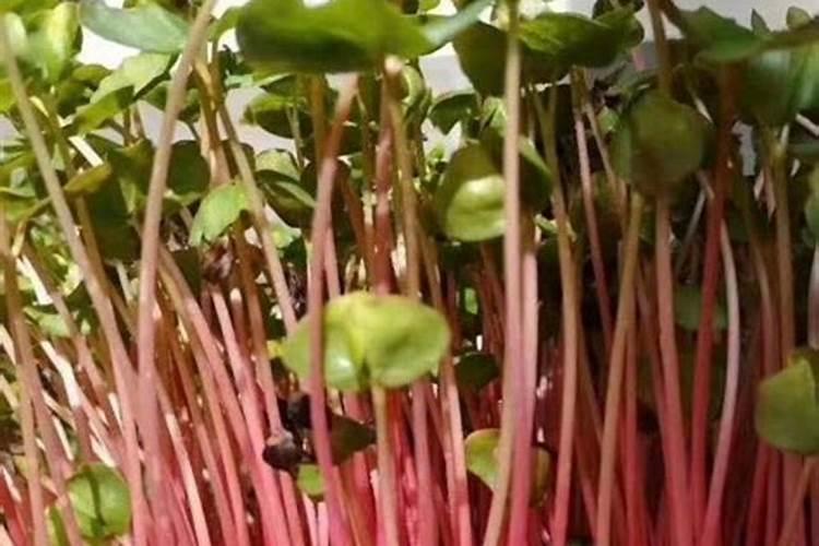 萝卜苗要如何处理才不会有苦味