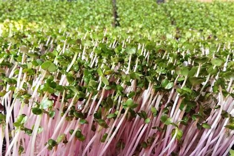 种植萝卜常用增产叶面肥有哪些？ 根茎膨大期使用膨大剂促增收