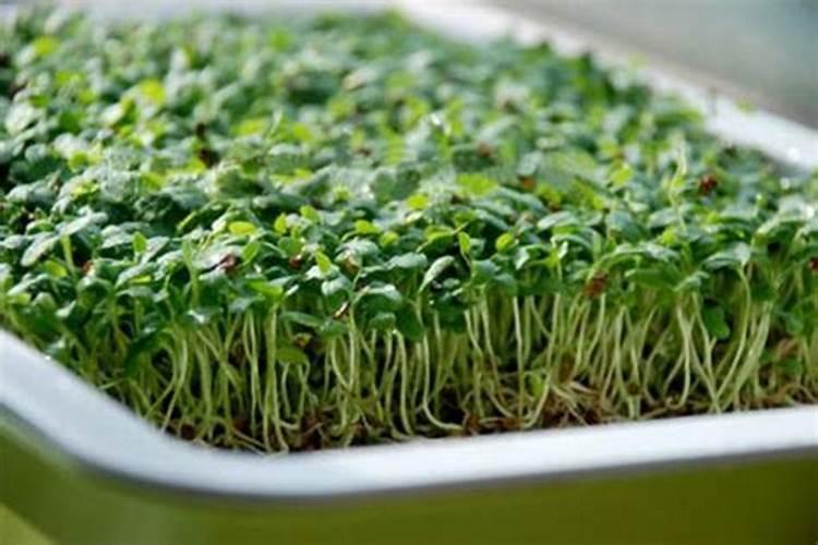 怎样在阳台上无土栽培蔬菜