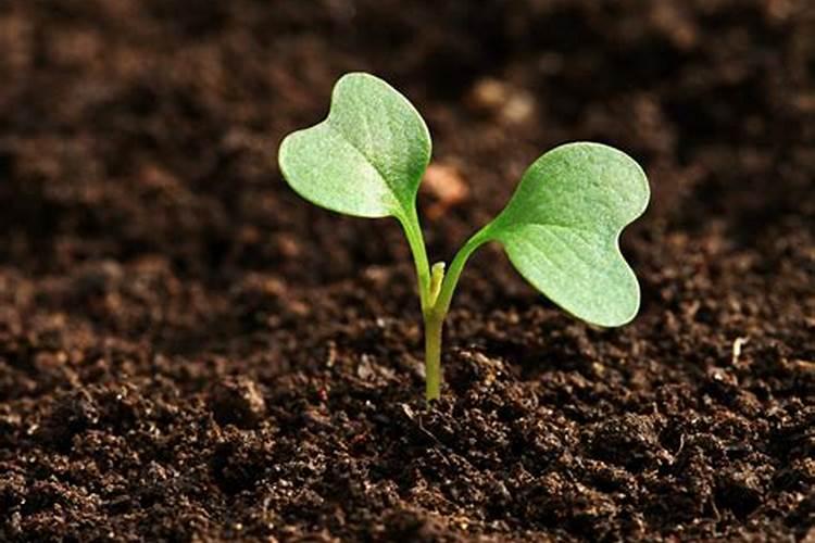 新疆新洋丰肥业有限公司怎么样？