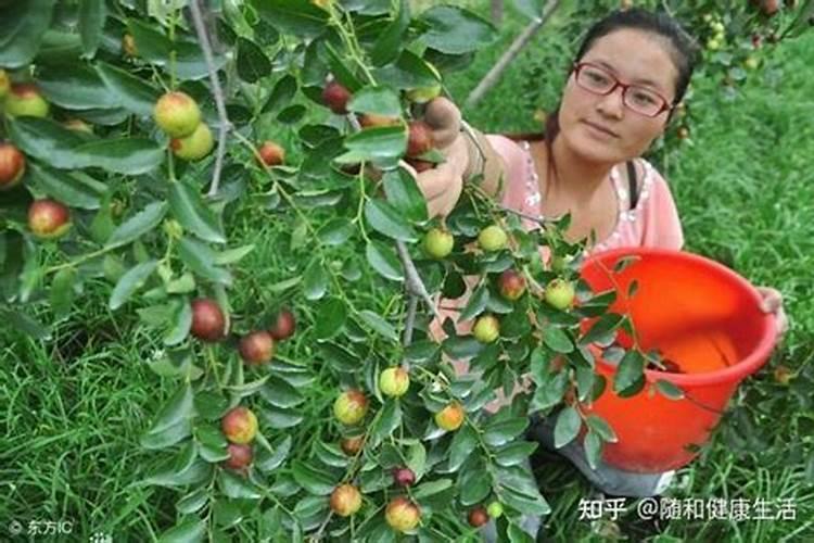 种芹菜用牛奶做叶面肥有什么效果