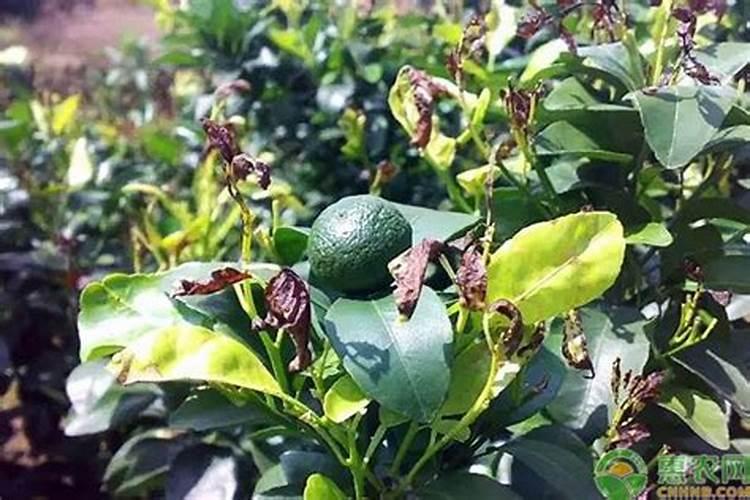 沙糖桔种下多少天可以入肥料