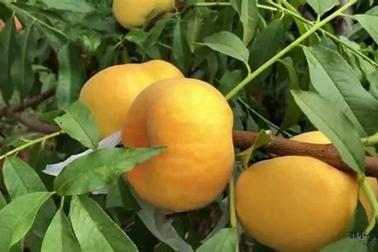 黄桃树什么时候施肥