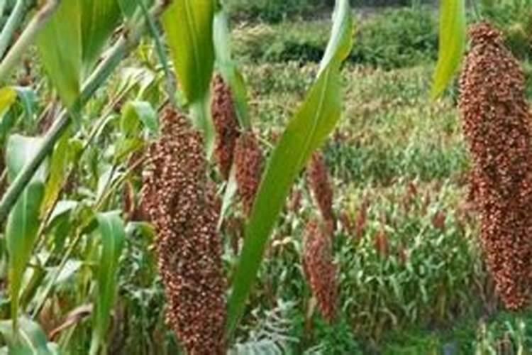 高钾肥适合浇什么花