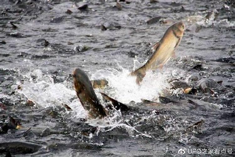 鱼缸水肥对鱼有影响吗