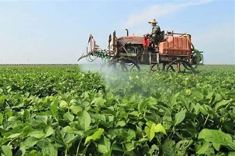 玉米提前打了控制高度的药怎么办