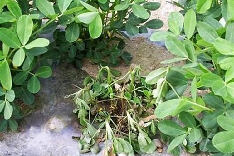 小麦干旱能喷芸苔素吗