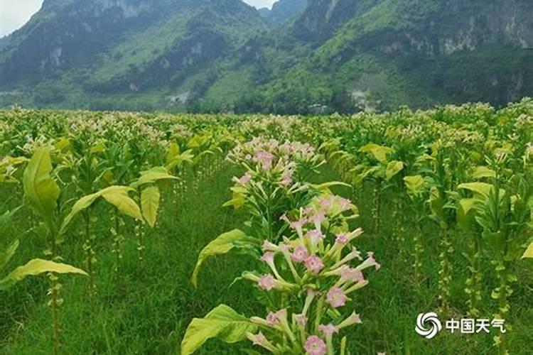 怎样种植烤烟？