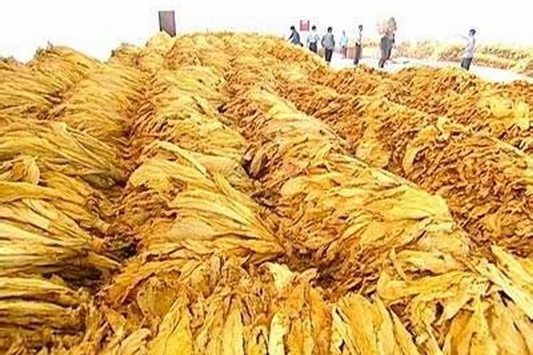 赤霉素的主要作用是什么？在使用时需要注意什么？