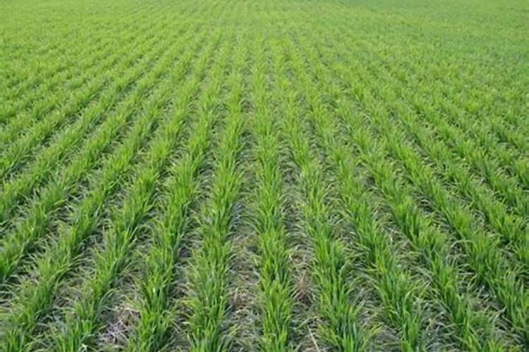 小麦底肥二胺每亩用量