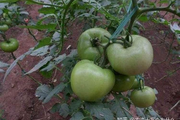 氮肥过多对西红柿的影响