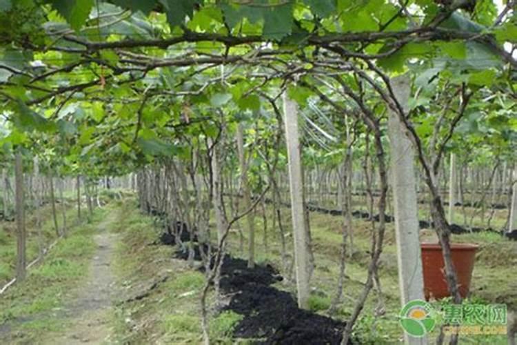 葡萄施肥用什么肥料最好