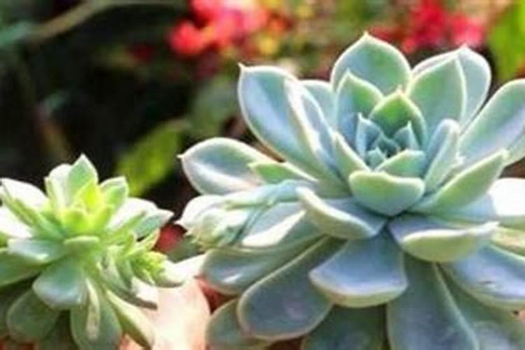 沈阳富城国际花园南区小区周边配套怎么样？