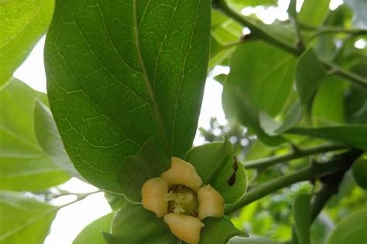 柿子树叶面肥几月施