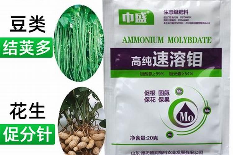 苹果籽怎么种小盆栽