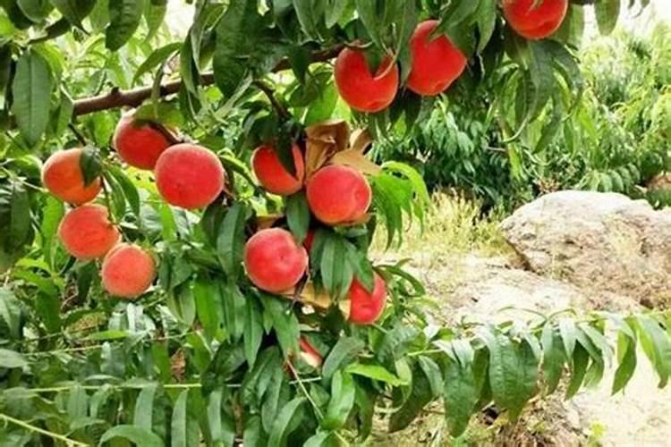 钾肥可以在桃树上叶面喷施吗？