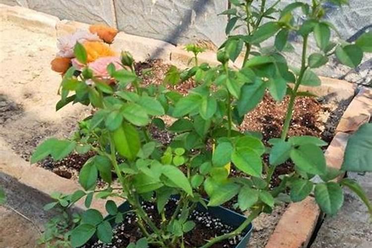 黄豆最后一遍叶面肥什么时候打？