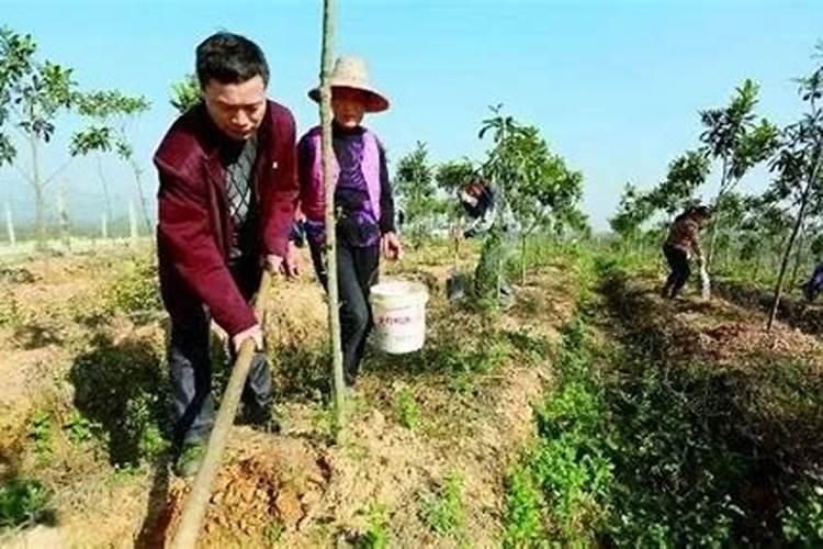 绿宝施什么肥最好