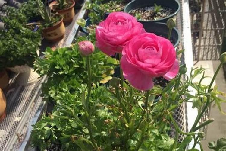 月季怎样喷施叶面肥？