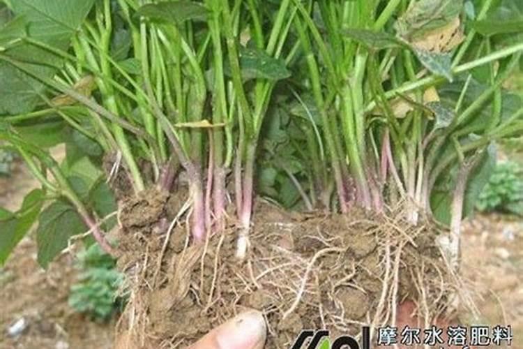 红薯追肥最佳方法