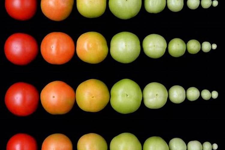 红提葡萄怎样才能转色快