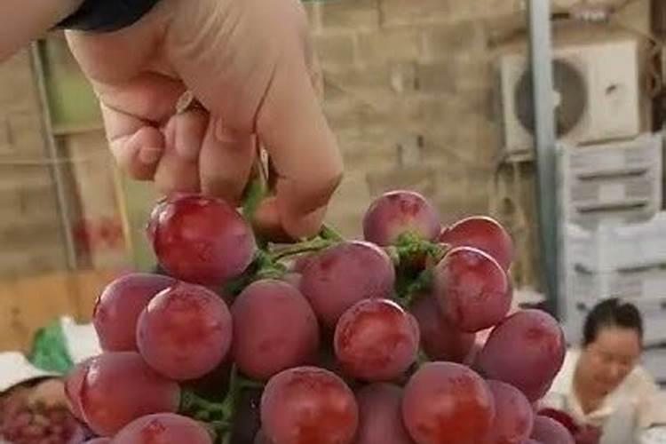 葡萄转色期用高磷肥能行不 葡萄上色期施肥注意事项