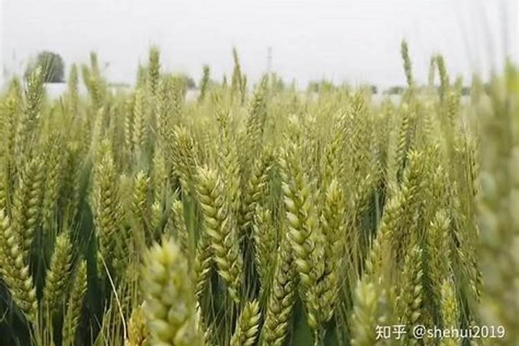 小麦什么时候喷芸苔素 如何喷施效果好