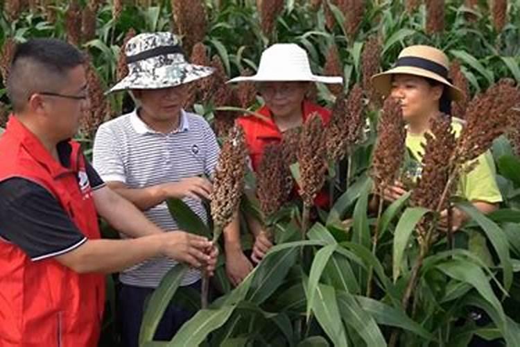 高粱专用肥配方