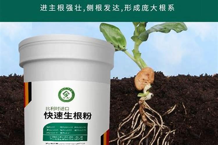 五年挂果树埋肥时放点生根粉好吗？