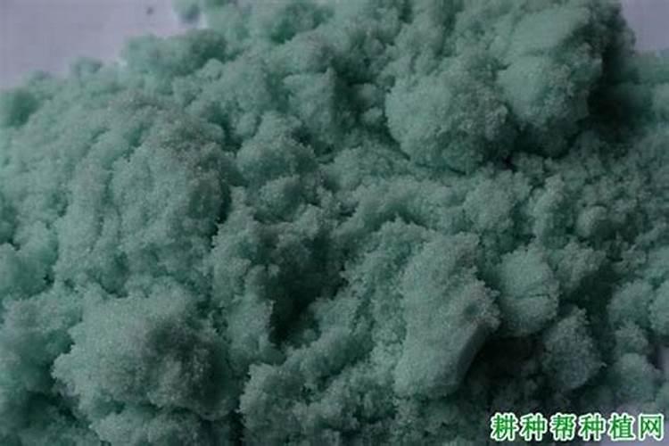 文竹长高怎么办