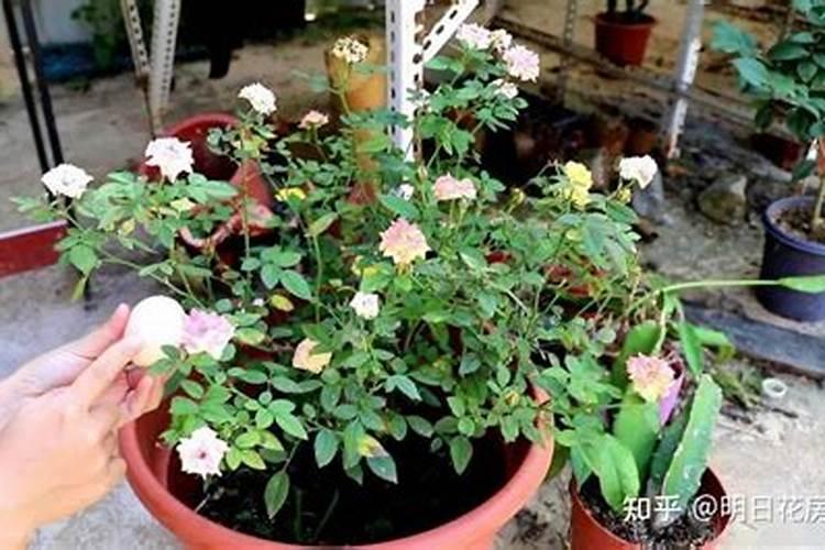 茉莉花怎么施肥,施什么肥