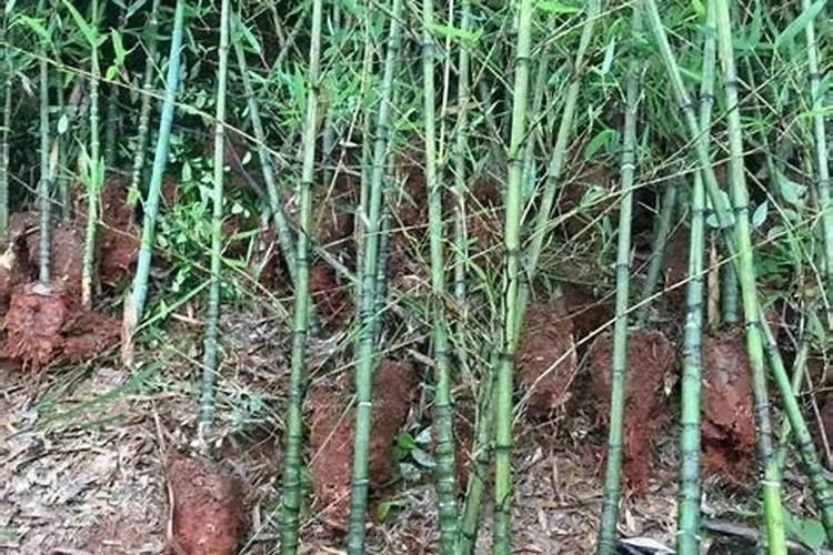 罗汉竹的养殖方法是什么