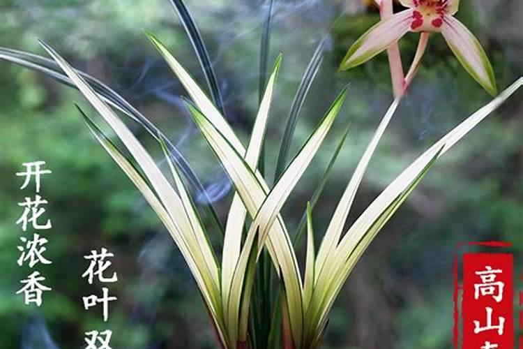 如何认识兰花是否是好的品种