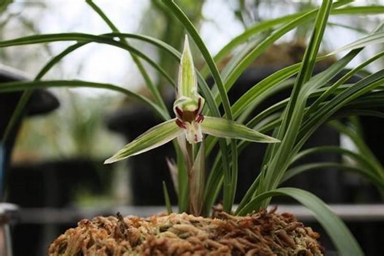 什么是兰花水晶艺