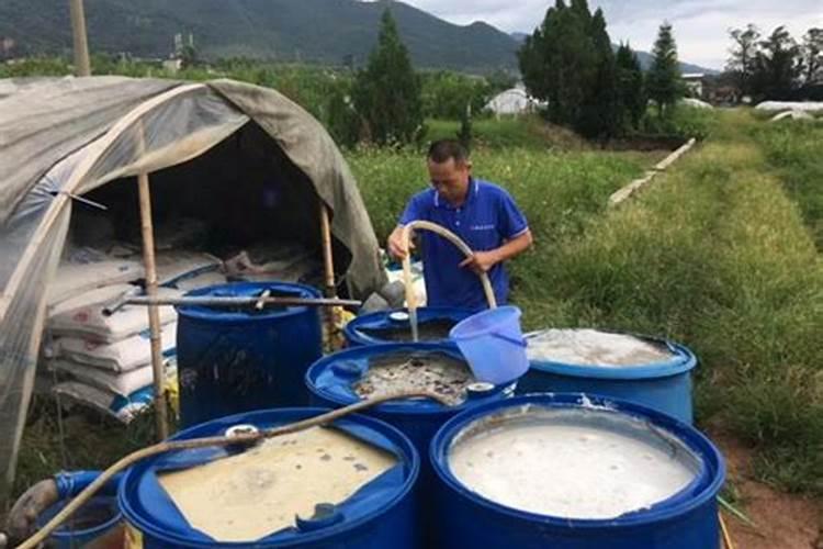 李子树施肥方法及时间