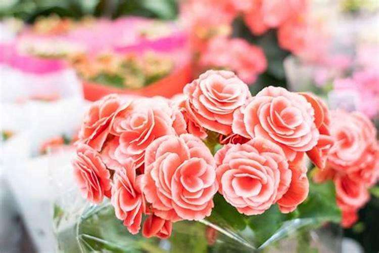 丽格海棠施肥技巧