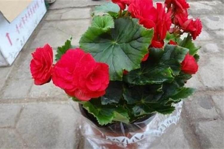 丽格海棠怎样施肥