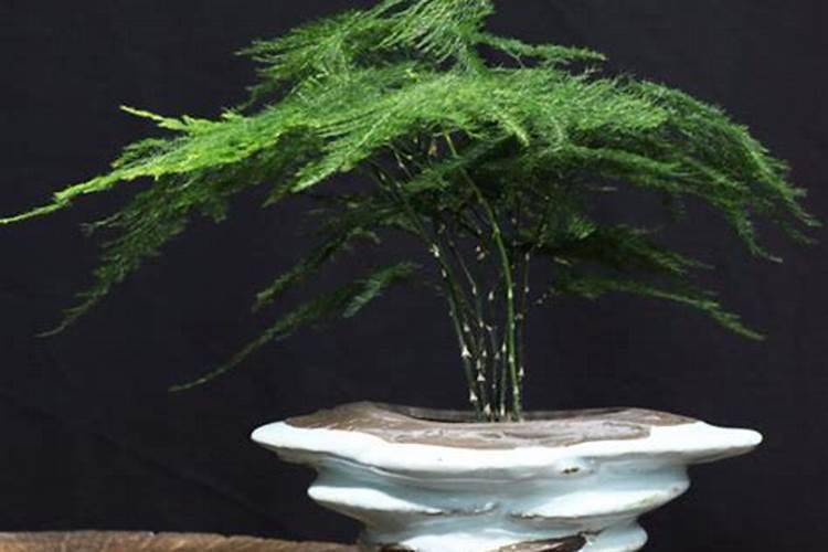 发黄的文竹叶子剪掉后放在花盆里能当肥料用吗