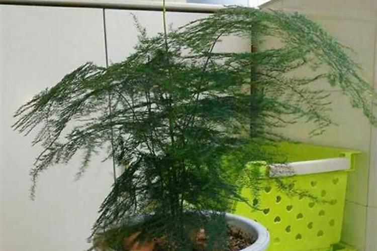 文竹要用什么肥料较好