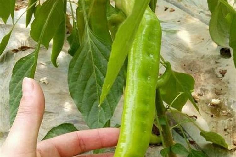 西餐厅这种在盘子上装饰的叶子是什么？能吃吗？