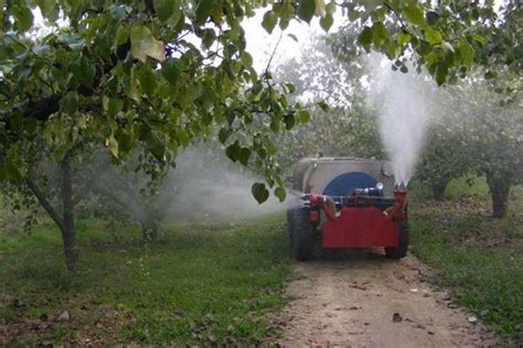 果树叶面施肥小技巧,你了解吗？